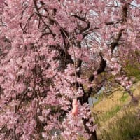 枝垂れ桜を撮る