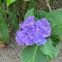 朝散歩と庭の花