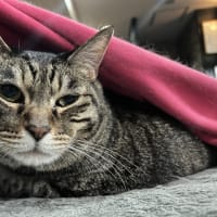 看板猫がいるお店で猫飲み 気ままなイタリアン チャーリーさん1 (2506)