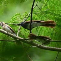 サンコウチョウの巣立ち雛