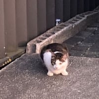 カサブランカほか庭に咲いた花など