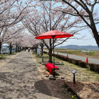 さくらめぐり