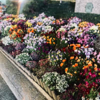 新宿の大都会に凛と咲く花々を見て救われた話