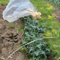 今日の畑仕事は、ブロッコリー引抜き作業と草取りです。