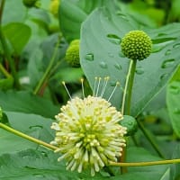 両雄並び立たず