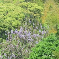 山には桐の花、庭ではアヤメの花が咲きました♪アヤメは景徳鎮の花入れに。