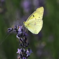 ラベンダー畑で蝶が舞う