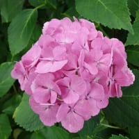公園散歩-2
