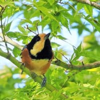 野鳥界の三毛ニャン・山雀さん