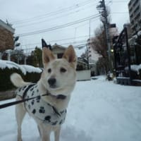 降りましたね！
