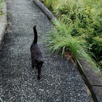 雨は降った。