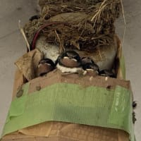 園内のツバメの巣