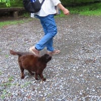 祇園　円山公園の桜猫たち