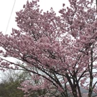 白馬村桜