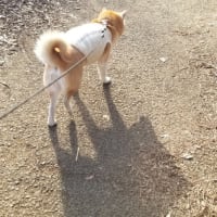 クリンへの想いは尽きなくて・・・311