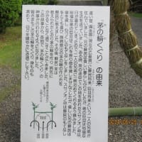 茅の輪くぐり
