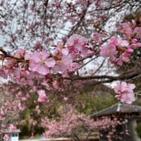 待ちに待った河津桜