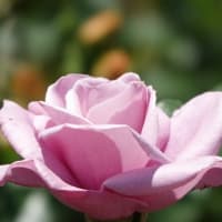 藤色のバラ　２品種〈しのぶれど　ブルーライト〉　