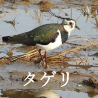 春めく水辺や田－タゲリ