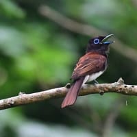 サンコウチョウ