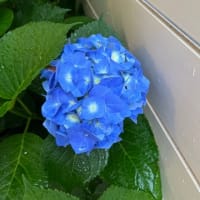 紫陽花🔵