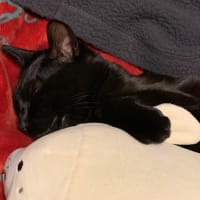 #うちのねっこ