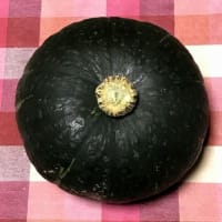 かぼちゃ初収穫