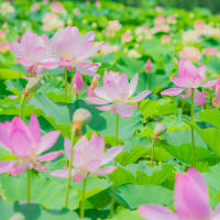 唐比ハス園　～唐比ハス祭りの日～　2025/7/6