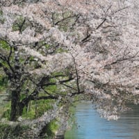 満開の桜を追いかけて　2024　vol.10　（宇治川派流　十石船）