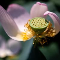 千葉公園の大賀蓮（その2：蓮の花）