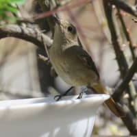 新緑が眩しい