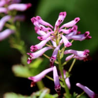 クサイチゴやモミジイチゴの花