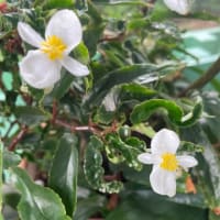 梅の再生とアメシロ発生とワンニャン日和
