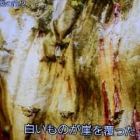 グレートネイチャー「彩りの島　台湾」より