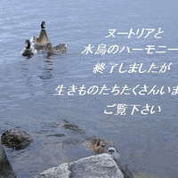 ヌートリアと水鳥のGIFアニメ