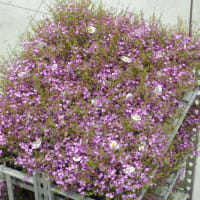 愛知豊明花き地方卸売市場