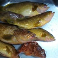 経ヶ岬　ノマセ釣り