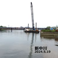 新中川(5月19日) マルタ見参釣行！