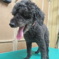 昨日と今日のお客様