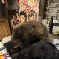看板猫のいるお店で猫飲み スナック仔猫さん (2408)