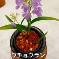伊勢型紙展・山野草展