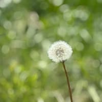 野花