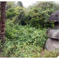 植木場の開拓