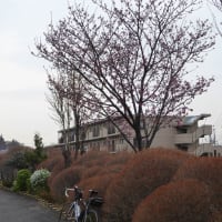 ご近所桜チェックポタ