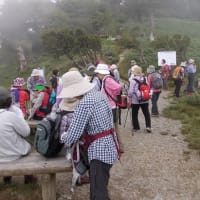 ＮＨＫ野山の植物（剣山）