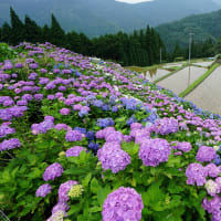 三郷町、「田園のアジサイ風景」 ～ 貴重なMemory画像です。