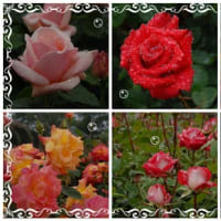 薔薇園でのバラの集合写真です