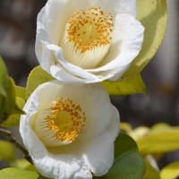 鉢植えの椿（８） 「加茂本阿弥」