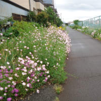 毛長川沿いの花、５月下旬