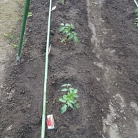 夏野菜苗植えつけ